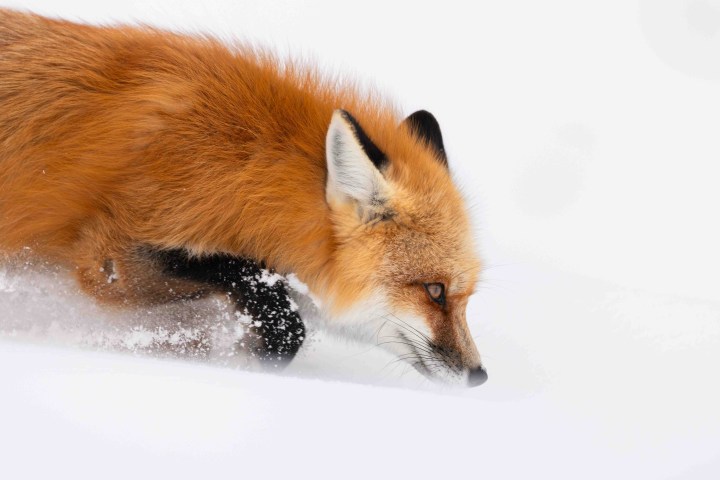 A red fox breaking trail through fresh, deep snow. Photo by Evan Watts