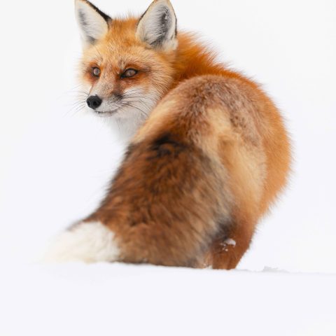 A red fox breaking trail through fresh, deep snow stops to look back at us. Photo by Evan Watts