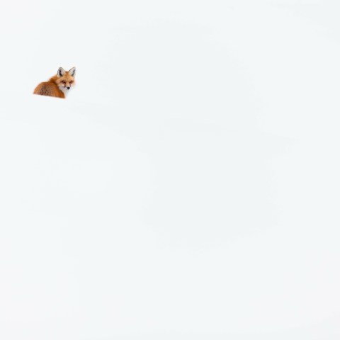 The fox must have heard movement beneath the snow, because it suddenly doubled back and began listening intently, staring down at the snow beneath its feet. Photo by Evan Watts