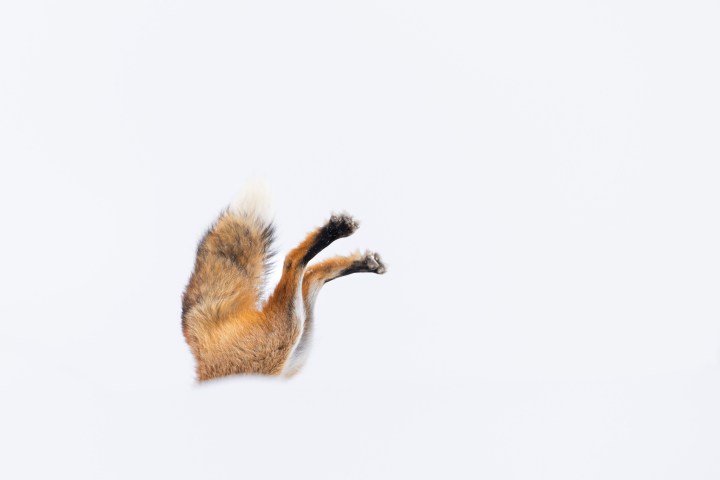 The fox pounced a total of 4 times right in front of us, giving us some of the most incredible fox photos imaginable. Photo by Evan Watts