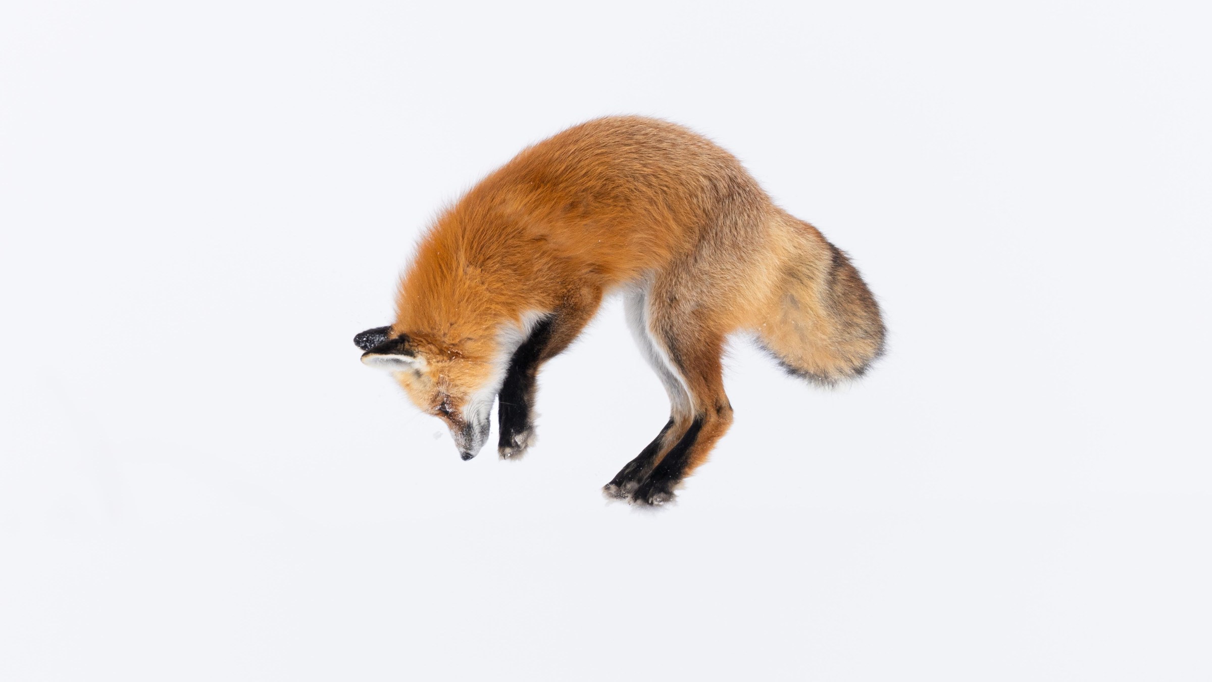 The fox pounced a total of 4 times right in front of us, giving us some of the most incredible fox photos imaginable. Photo by Evan Watts