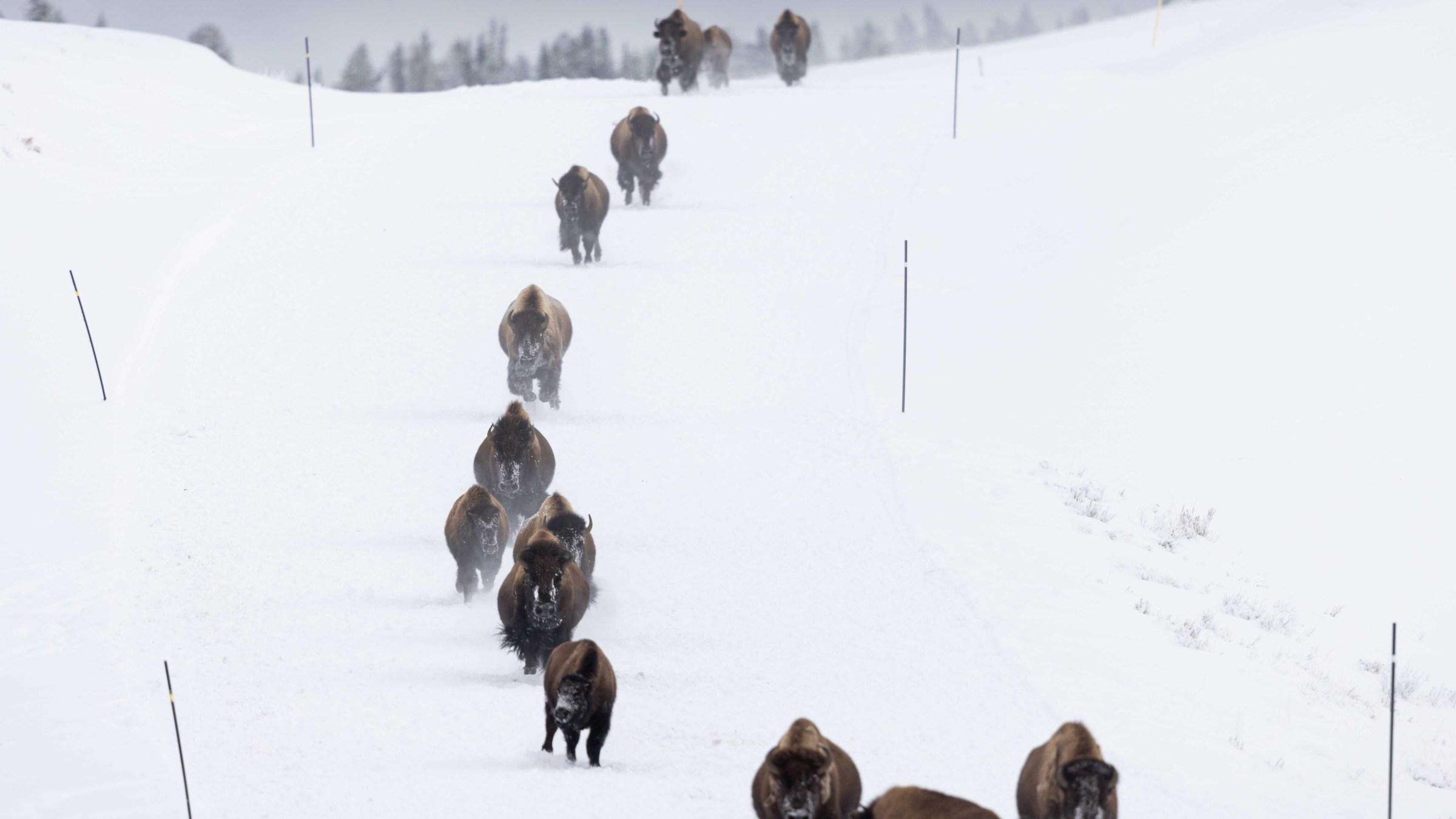 Bison stampede! Photo by Evan Watts