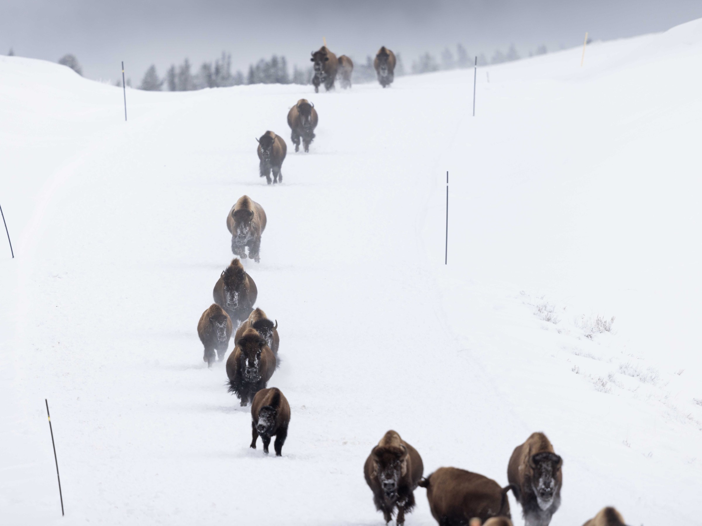 Bison stampede! Photo by Evan Watts