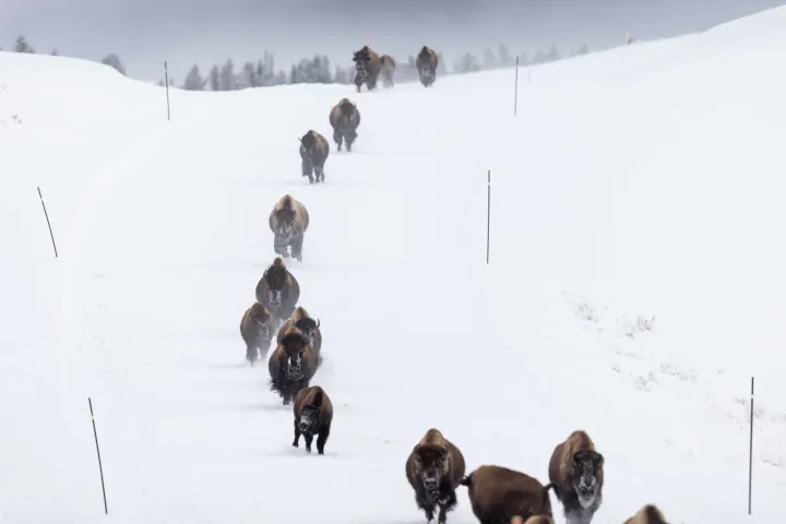 Bison stampede! Photo by Evan Watts