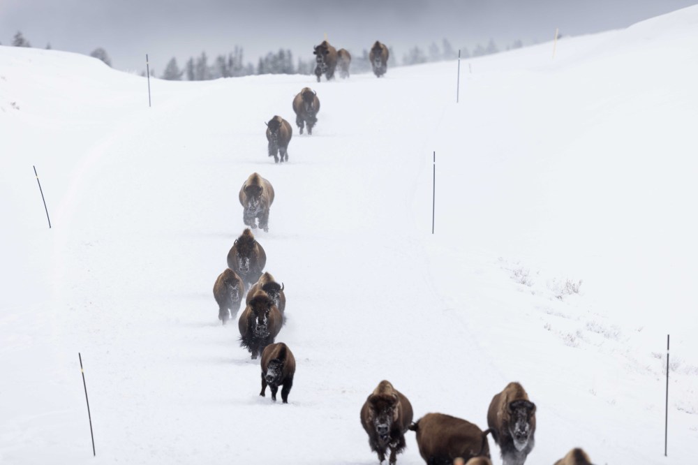 Bison stampede! Photo by Evan Watts