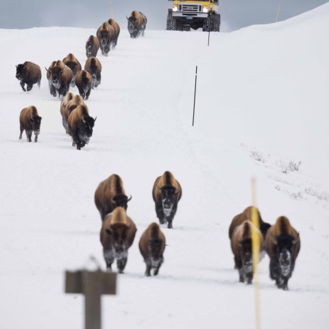a herd of cattle standing on top of a snow covered field