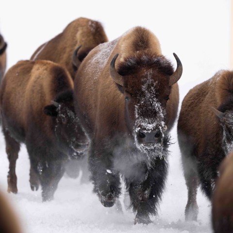 Over the course of 30 minutes, probably 400 bison ran by, the largest herd I had ever seen in the interior in winter. Photo by Evan Watts