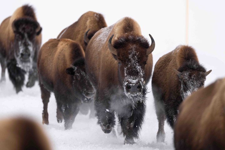 Over the course of 30 minutes, probably 400 bison ran by, the largest herd I had ever seen in the interior in winter. Photo by Evan Watts