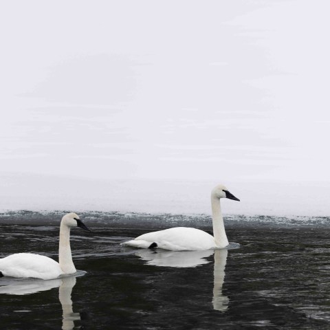 Beautiful trumpeter swans. Photo by Evan Watts