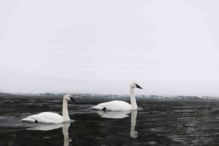 Beautiful trumpeter swans. Photo by Evan Watts