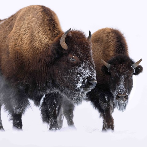 Over the course of 30 minutes, probably 400 bison ran by, the largest herd I had ever seen in the interior in winter. This was taken from the safety of our snowcoach. Photo by Evan Watts
