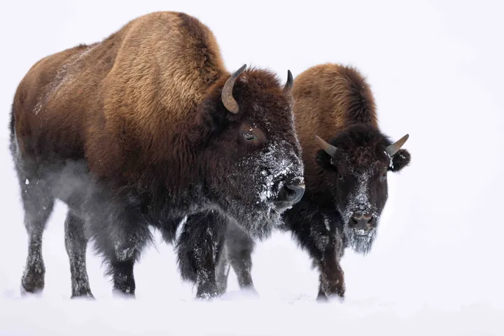 Over the course of 30 minutes, probably 400 bison ran by, the largest herd I had ever seen in the interior in winter. This was taken from the safety of our snowcoach. Photo by Evan Watts