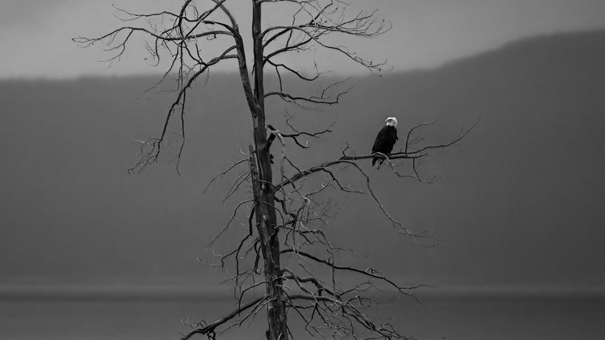 a flock of birds sitting on top of a lake