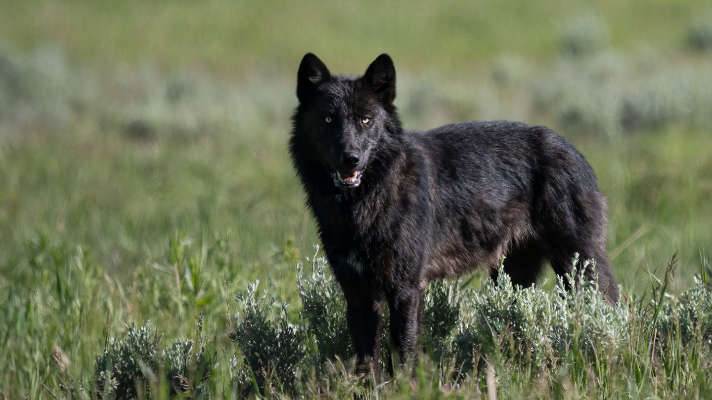 a brown bear standing on top of a grass covered field