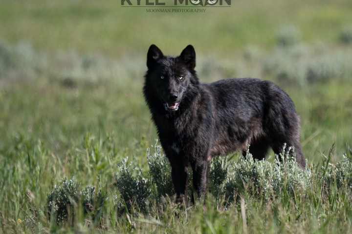 a brown bear standing on top of a grass covered field