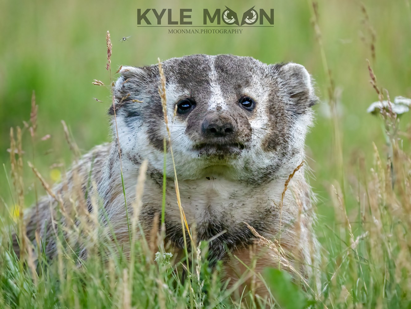 a small brown animal standing on grass