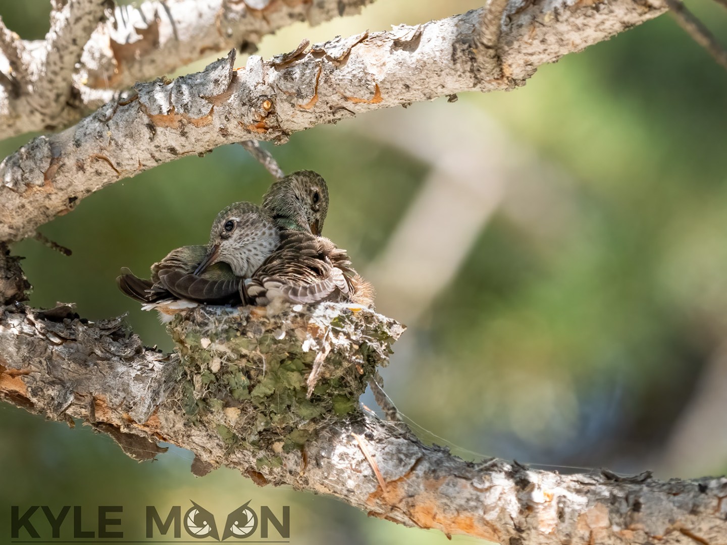 a small bird perched on a tree branch