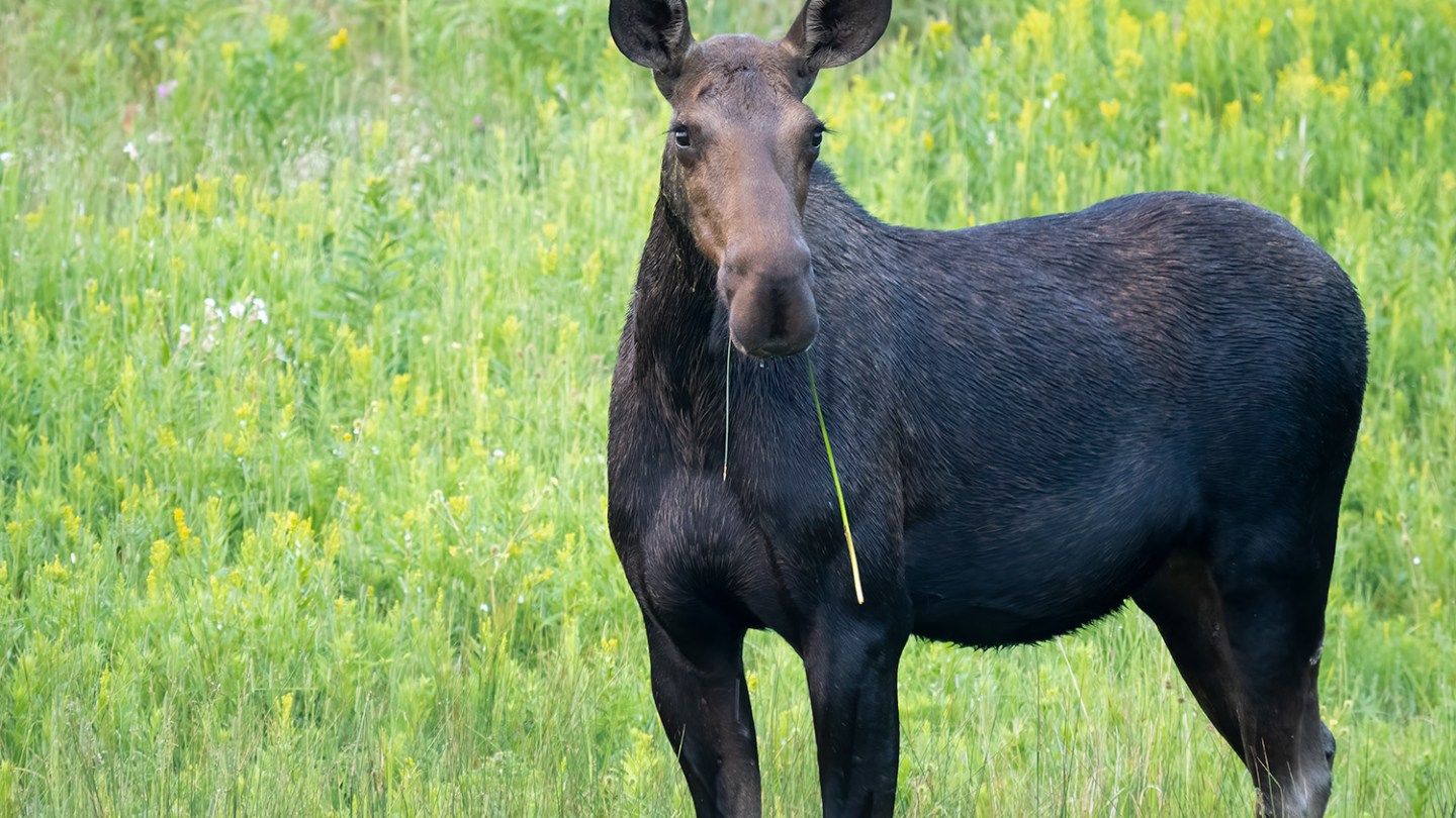 a brown horse standing on top of a grass covered field