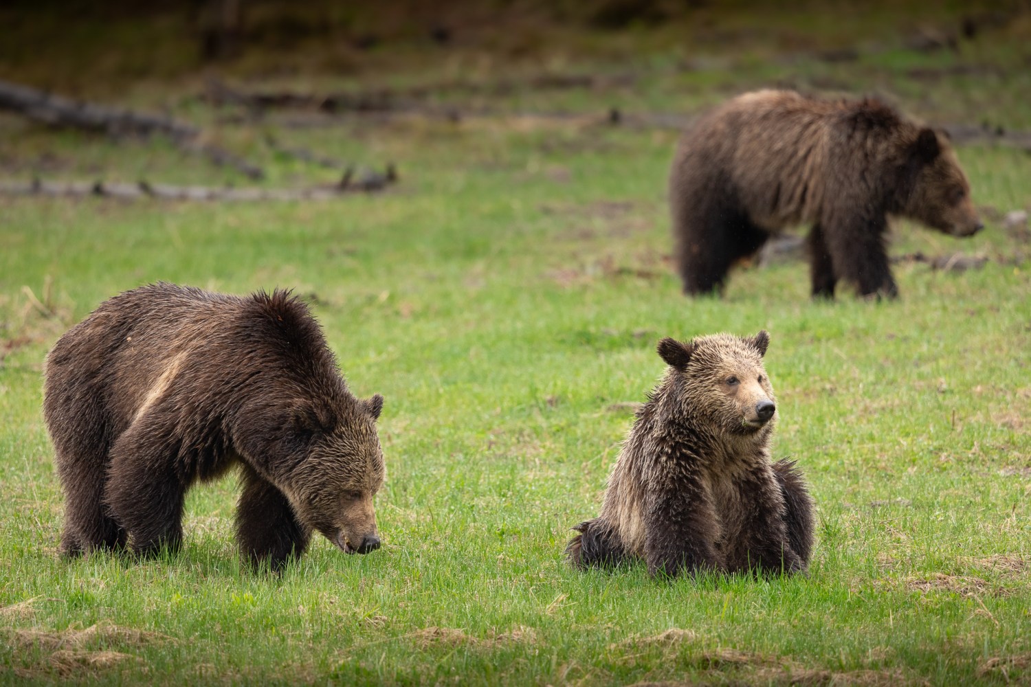 A family of grizzly bears feeding on green grasses in the Yellowstone spring. 