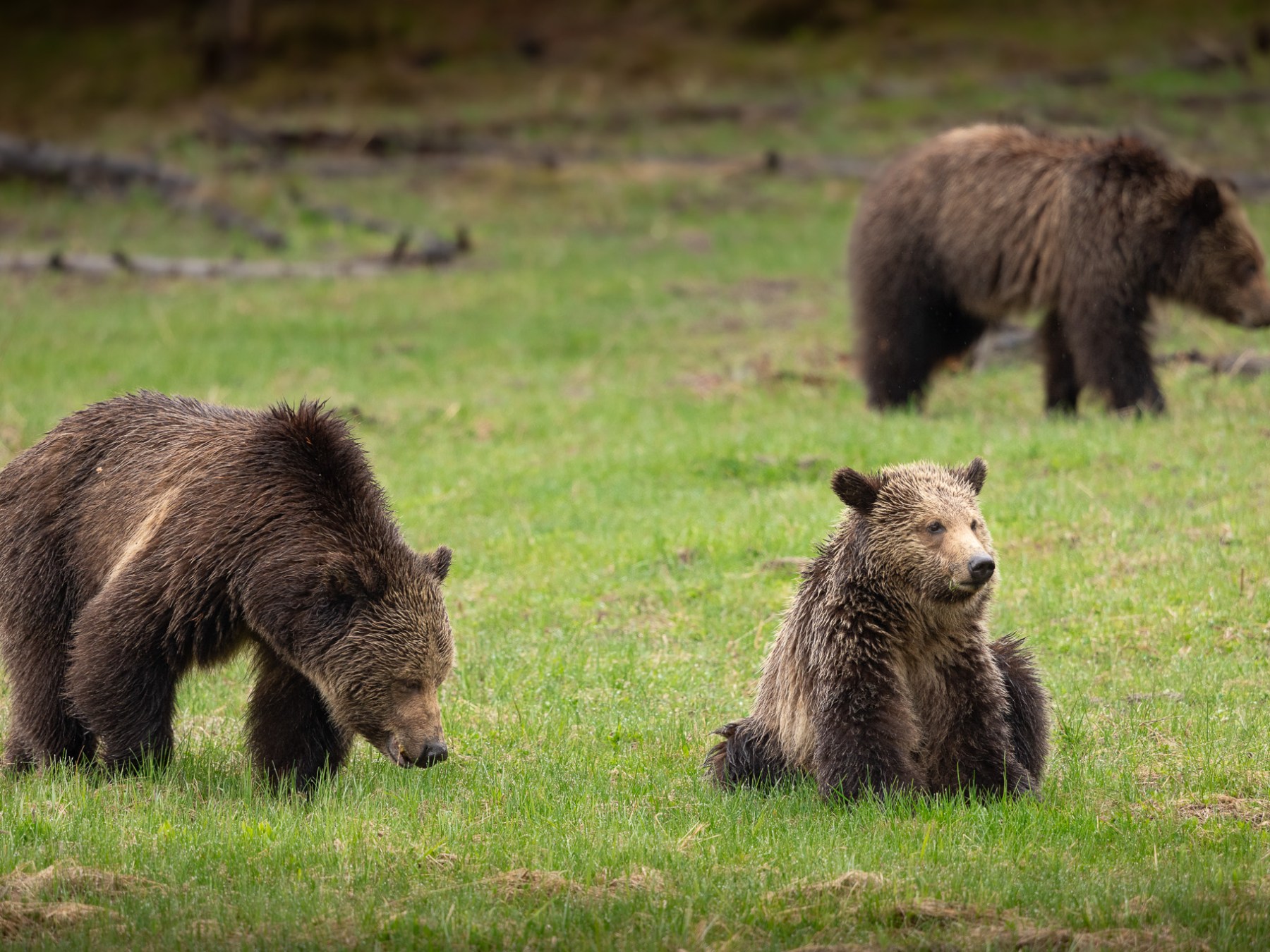 A family of grizzly bears feeding on green grasses in the Yellowstone spring.