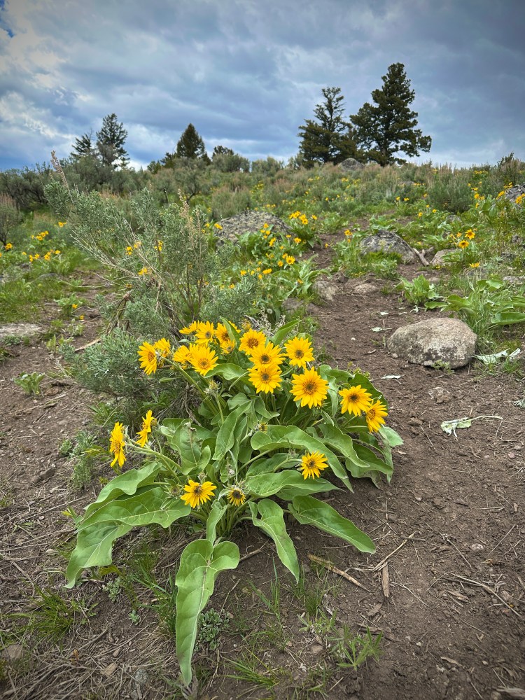  Arrowleaf balsamroot – my favorite flower in Yellowstone!