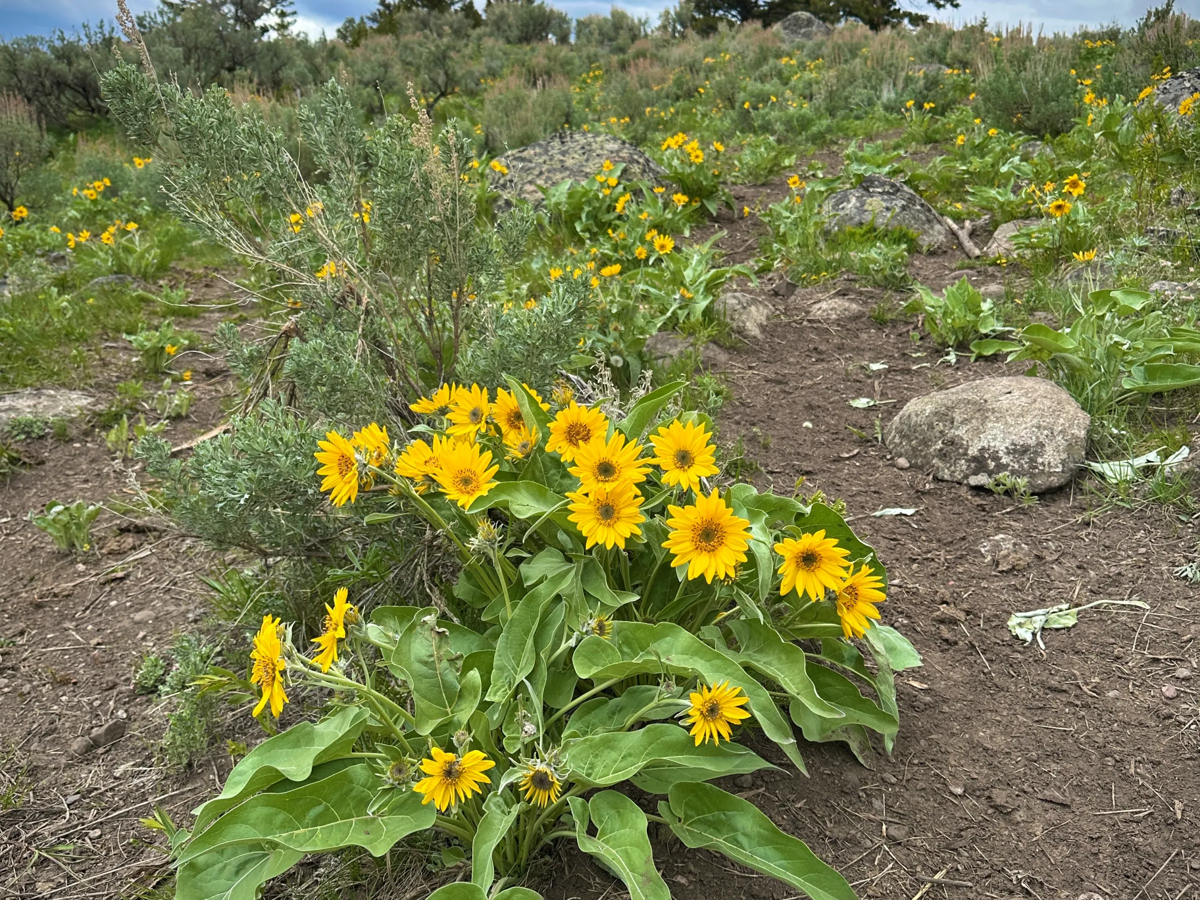 Arrowleaf balsamroot – my favorite flower in Yellowstone!