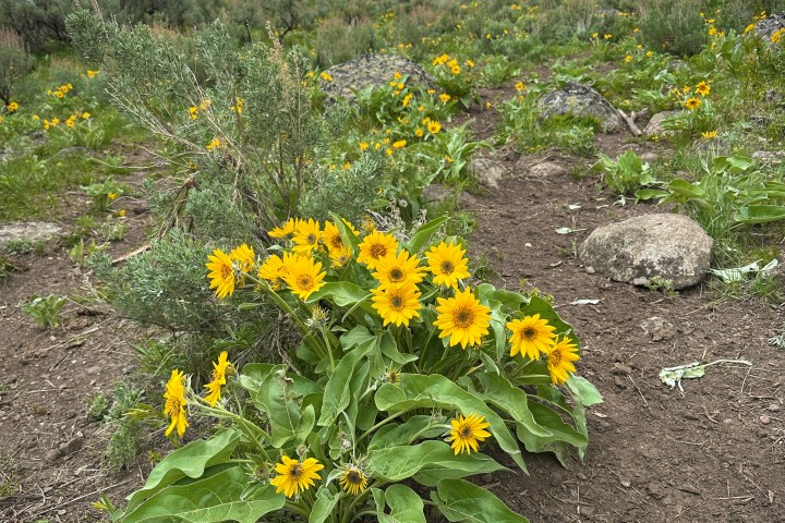 Arrowleaf balsamroot – my favorite flower in Yellowstone!