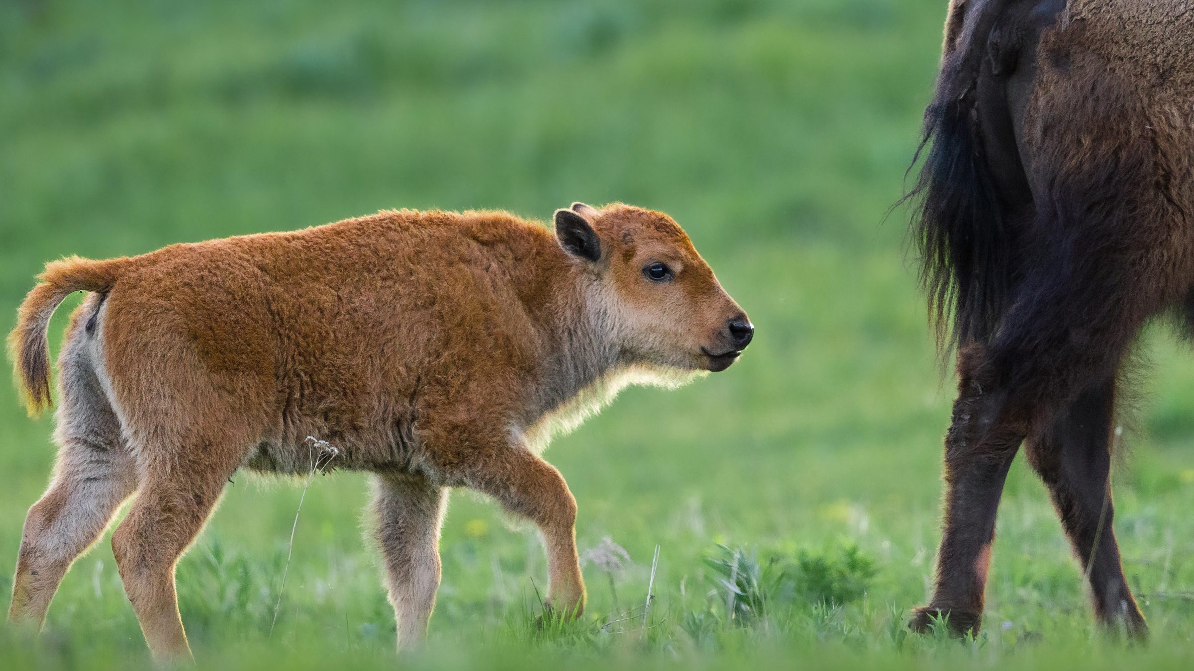 Bison calf