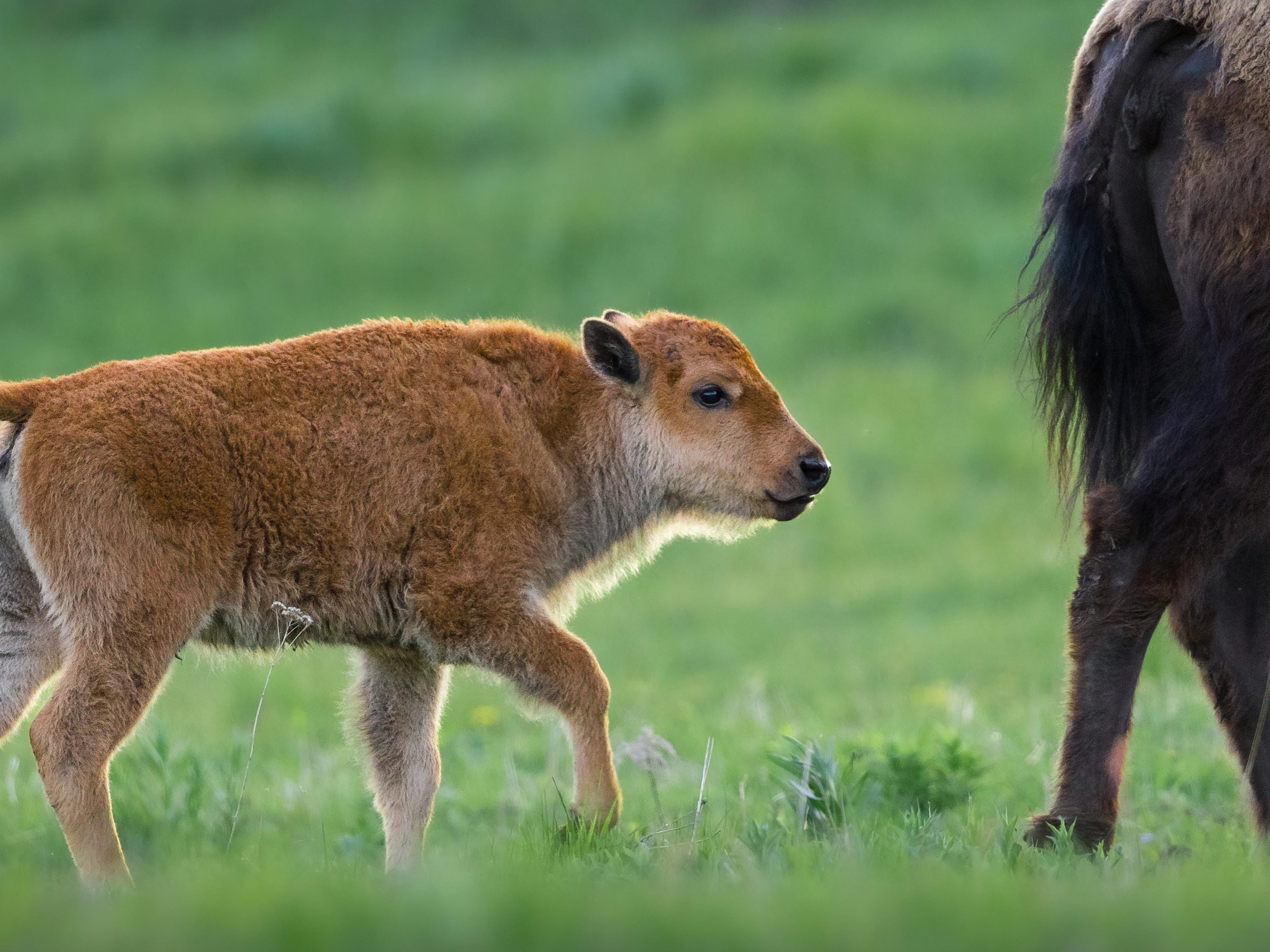 Bison calf