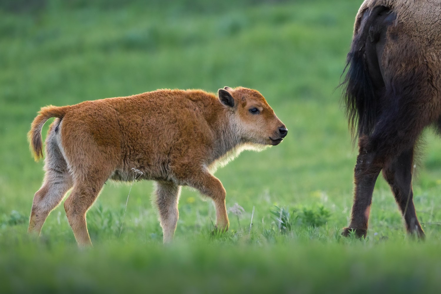 Bison calf