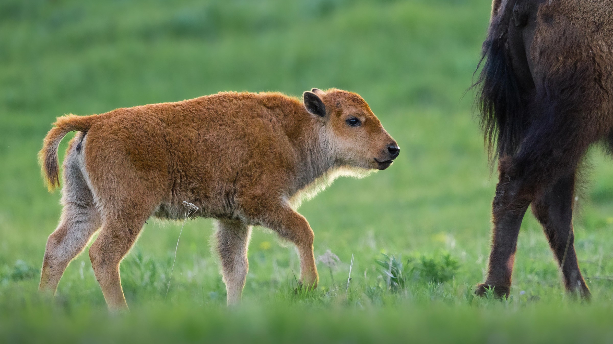 Bison calf