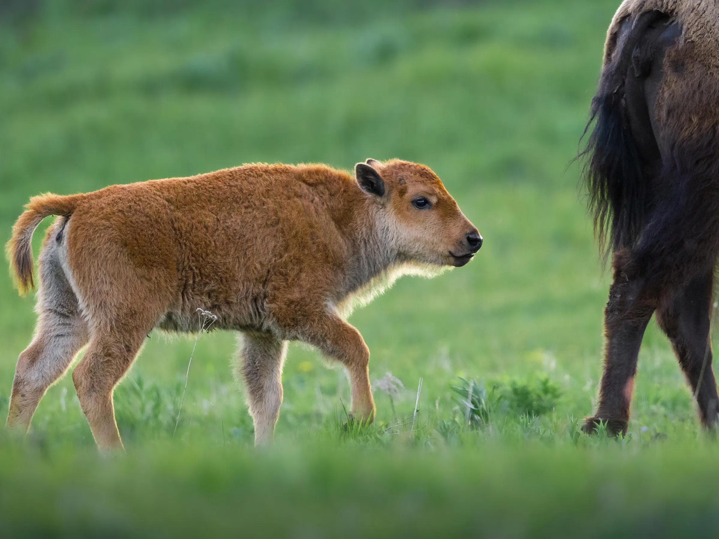 Bison calf