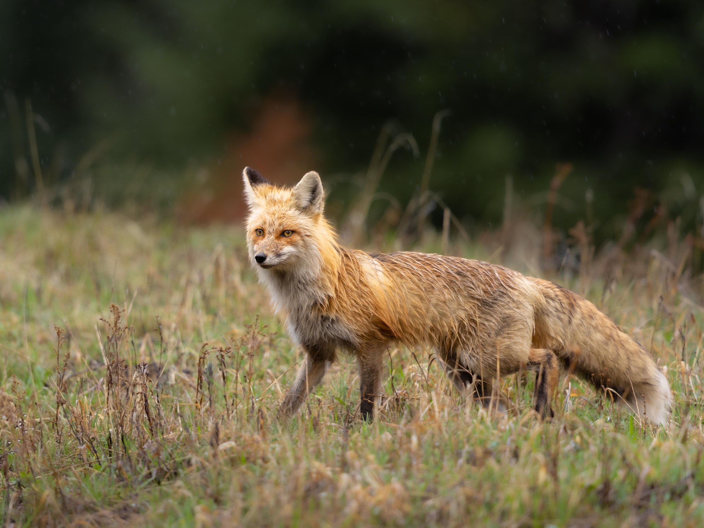 A red fox on the hunt… she’s got mouths to feed back at the den!
