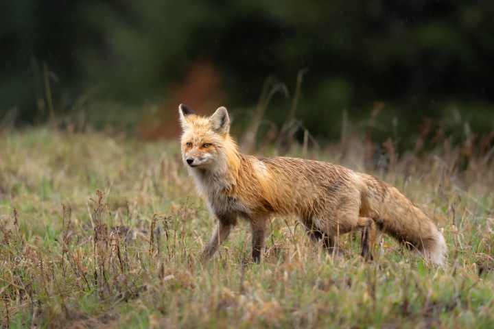 A red fox on the hunt… she’s got mouths to feed back at the den!