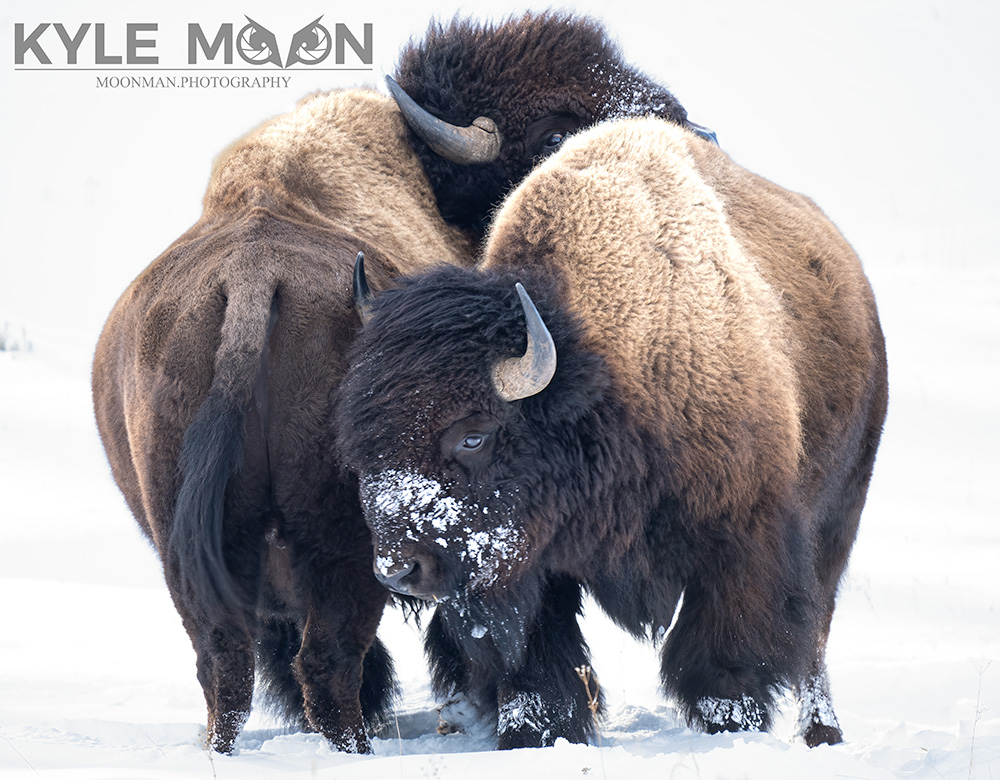 a brown bear standing on top of a bison