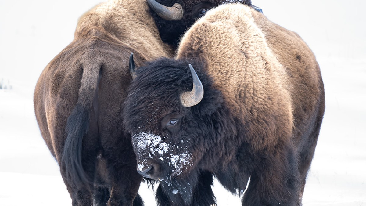 a brown bear standing on top of a bison