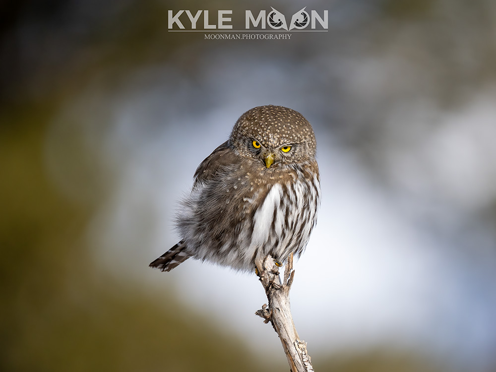 Pygmy owl.  Photo by Kyle Moon