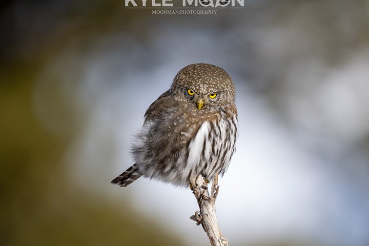 Pygmy owl. Photo by Kyle Moon