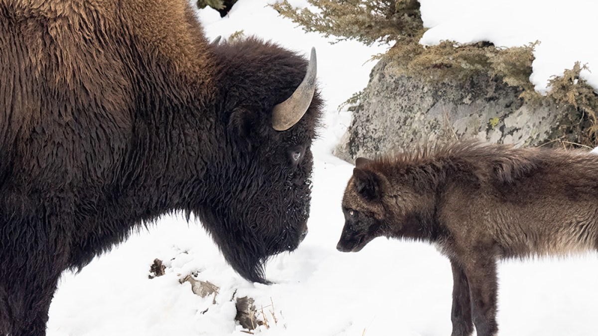Yellowstone bison and gray wolf (black in color) face off in the winter landscape