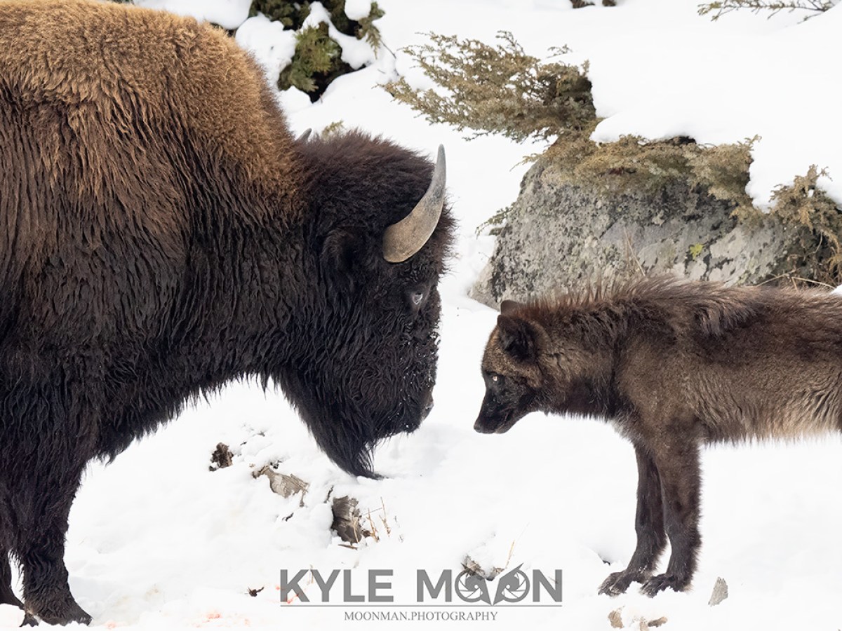 Yellowstone bison and gray wolf (black in color) face off in the winter landscape