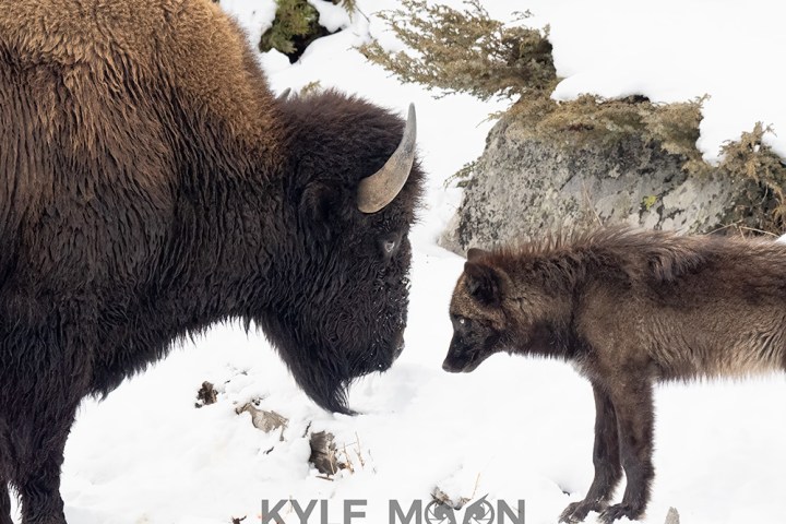 Yellowstone bison and gray wolf (black in color) face off in the winter landscape