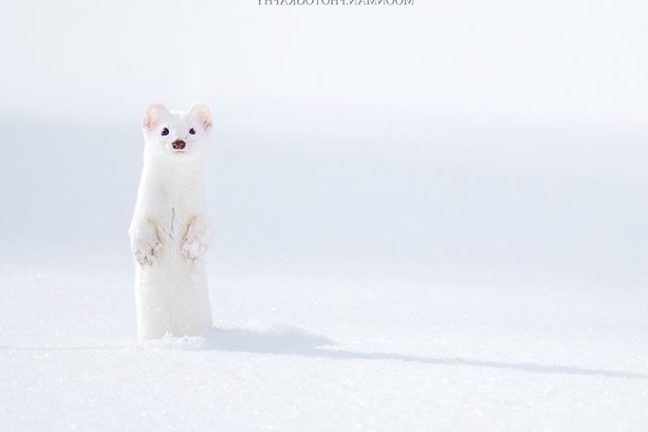 Ermine standing up in the snowy Yellowstone landscape
