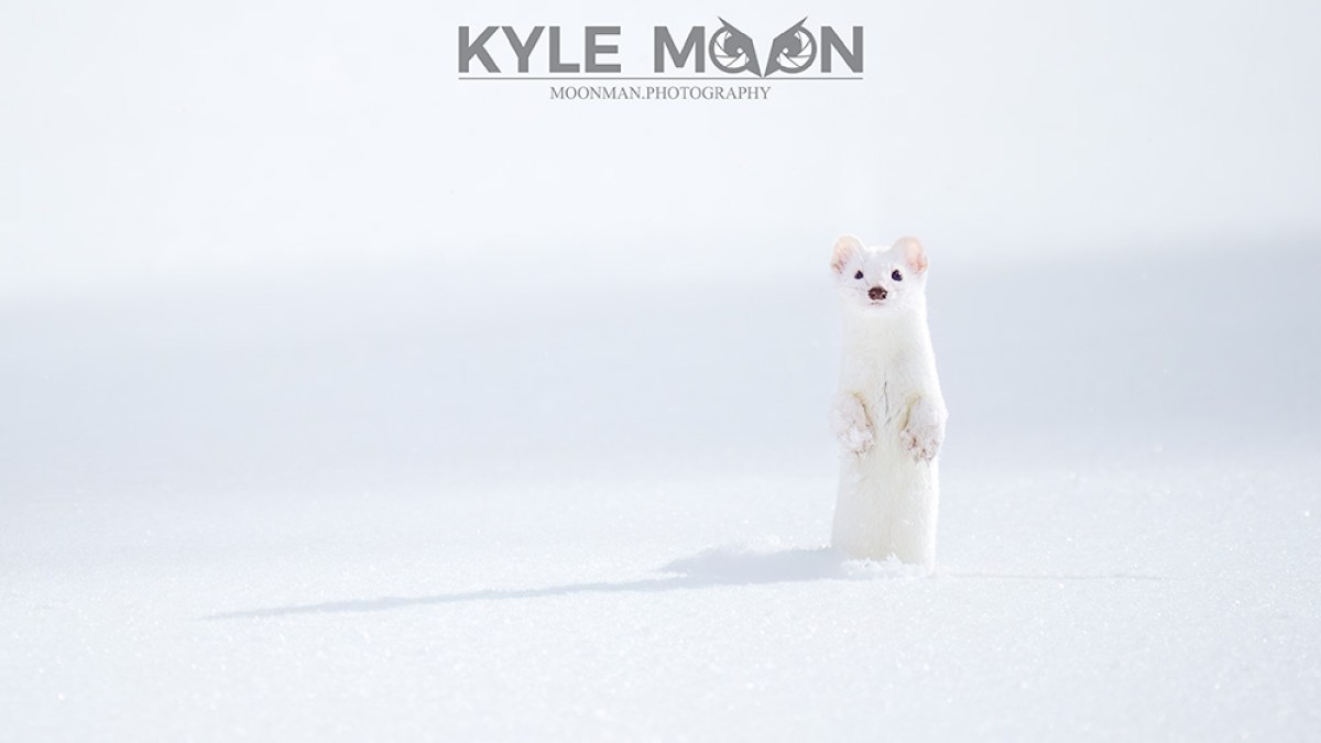 Ermine standing up in the snowy Yellowstone landscape