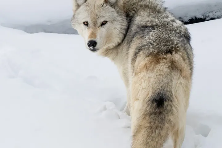 a wolf in the snow