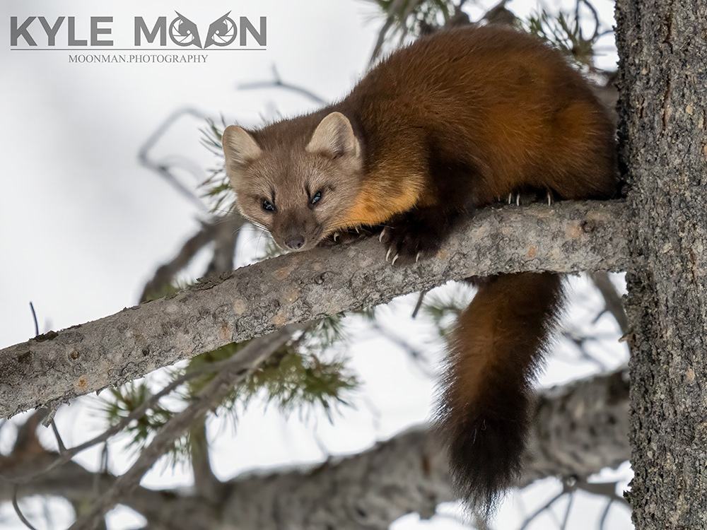 Pine marten. Yellowstone in winter.