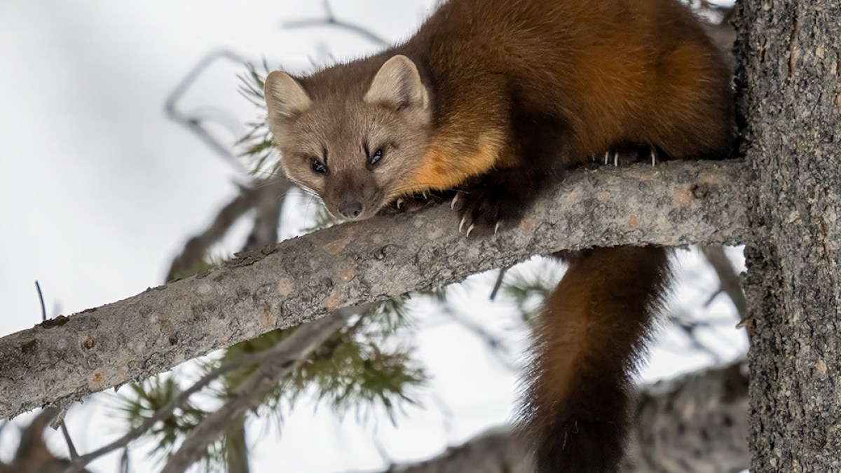 Pine marten. Yellowstone in winter.