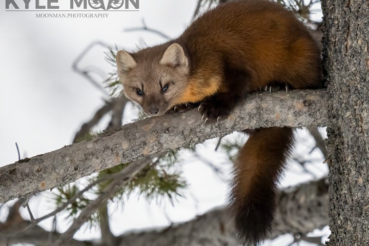 Pine marten. Yellowstone in winter.