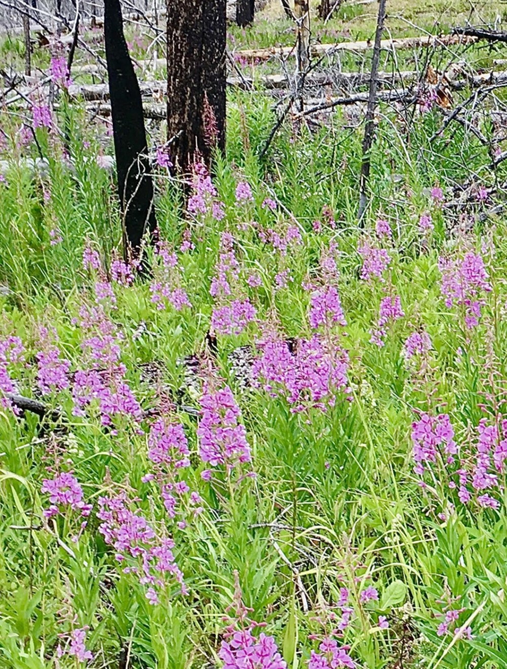 Bright pink fireweed amongst bright green grass and charred post-fire treescape.