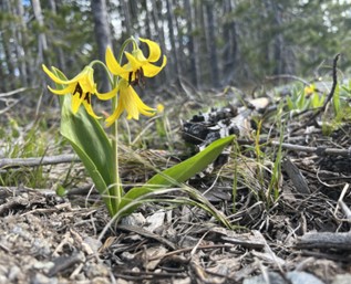 Glacier lily in bloom
