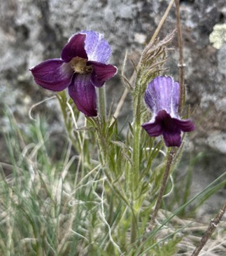 Sugarbowl, or hairy clematis, blooming near Yellowstone's Slough Creek